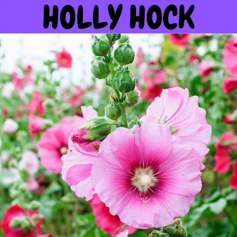 Flower Seeds Complete Flower Garden Mix 7 Packets of Etsy