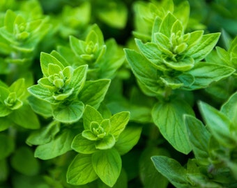 Planta de orégano - Seque seu próprio orégano - Planta de raiz nua