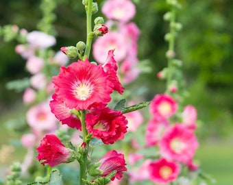 Semente de Flor - Semente de Holly Hock - Flor de Holly Hock - Flor Silvestre - Semente - Sementes e Flores - Sementes de Flor - Mistura de Sementes - Sementes e Plantas