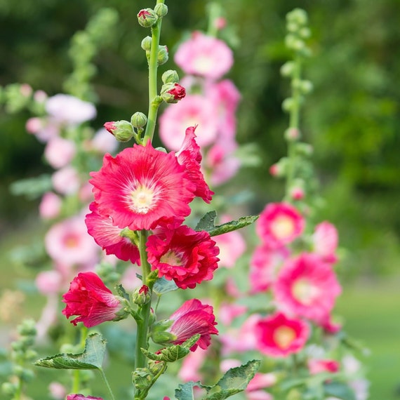 Pink Wildflower Seed Mix