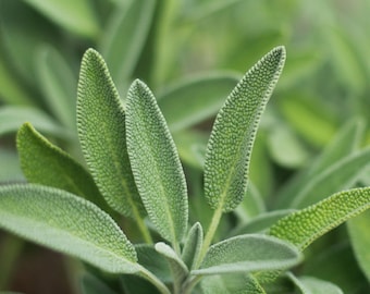 Sementes de Ervas - Sálvia - Sementes de Sálvia - Erva - Sementes Orgânicas - Sementes de Jardim - Sementes de Plantas - Sementes - Sementes de Jardim - Perene