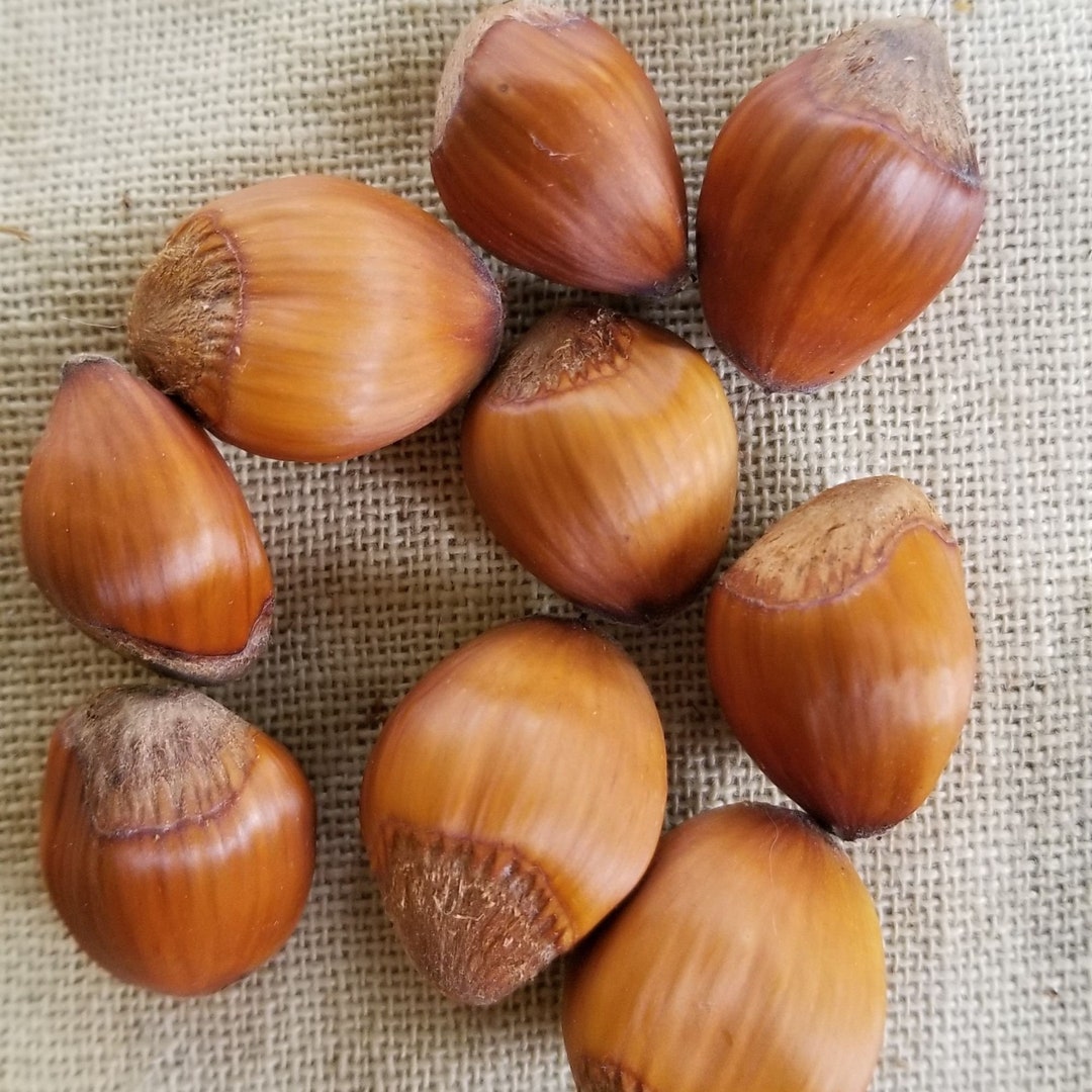 11 Hazelnut Seeds Hazelnuts Northern Cultivar Hazelnut Etsy Canada
