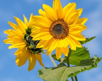 Sementes de Girassol (Helianthus)
