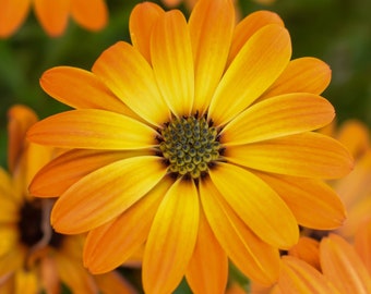 Sementes de Calêndula - Malmequeres - Sementes de Ervas Orgânicas - Mistura de Sementes - Sementes para Plantar e Flores para Cultivar - Sementes de Jardim Não OGM