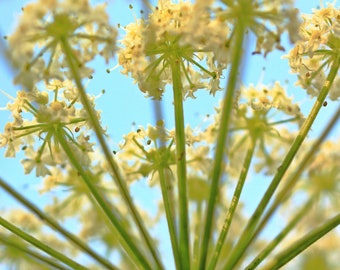 Semente de Flor - Flores Silvestres - Renda Queen Annes - Flor para Plantar - Sementes e Flores - Jardim de Sementes - Sementes de Wlidflower - Cenoura Selvagem