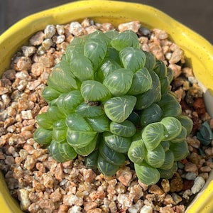 Imported Haworthia cooperi var Truncata succulent from Korea