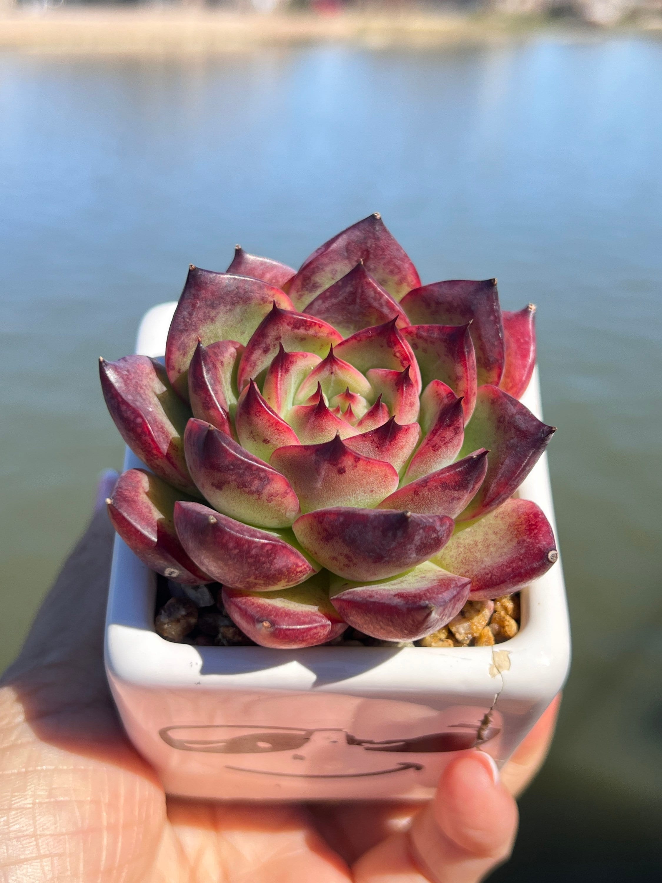 Imported Rare Echeveria Fire Pillar Succulent From Korea - Etsy