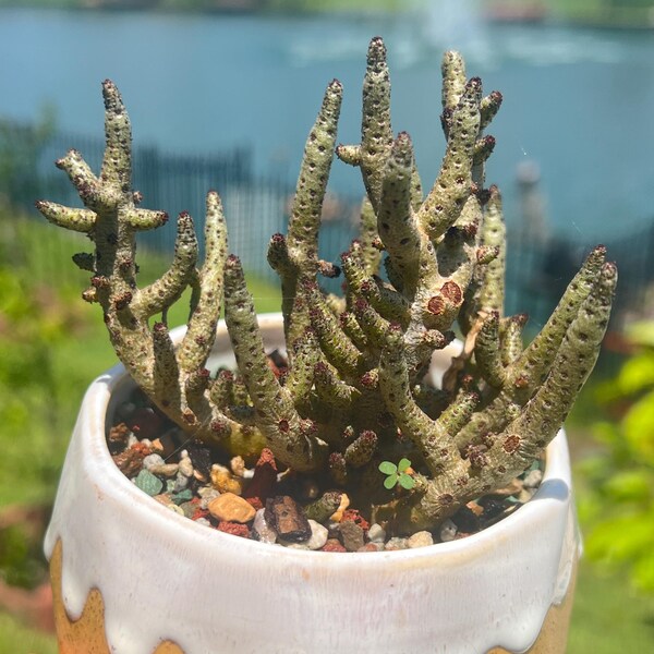 Imported Rare  Tylecodon bucholzianus succulent from Korea
