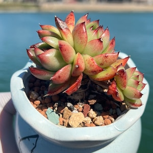 Imported Rare Echeveria agavoides latti succulent from Korea