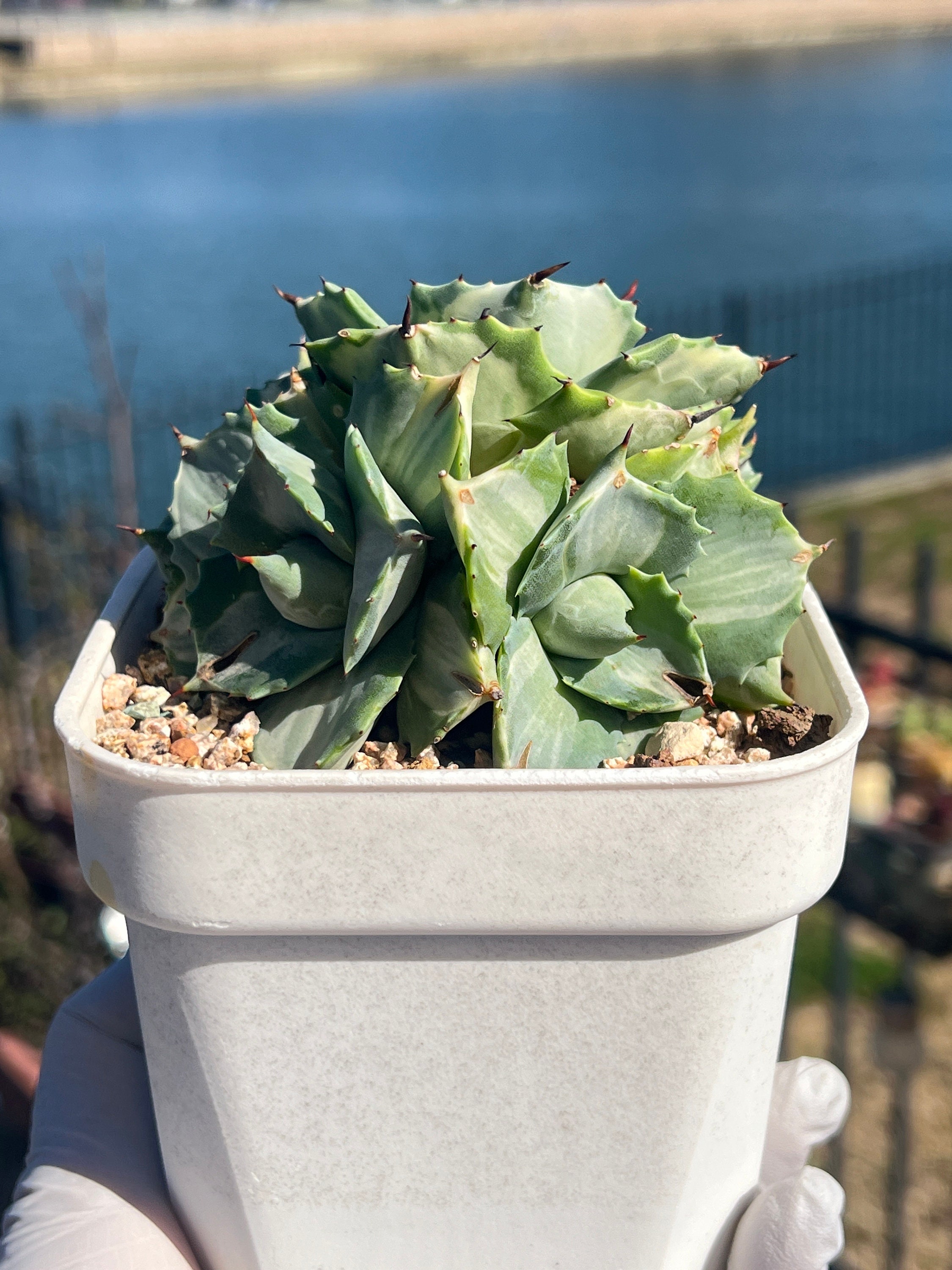 Imported Rare Agave Potatorum F.variegata Cluster Succulent