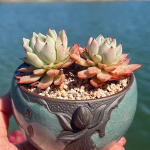 Imported Rare Echeveria Thom rose succulent from Korea