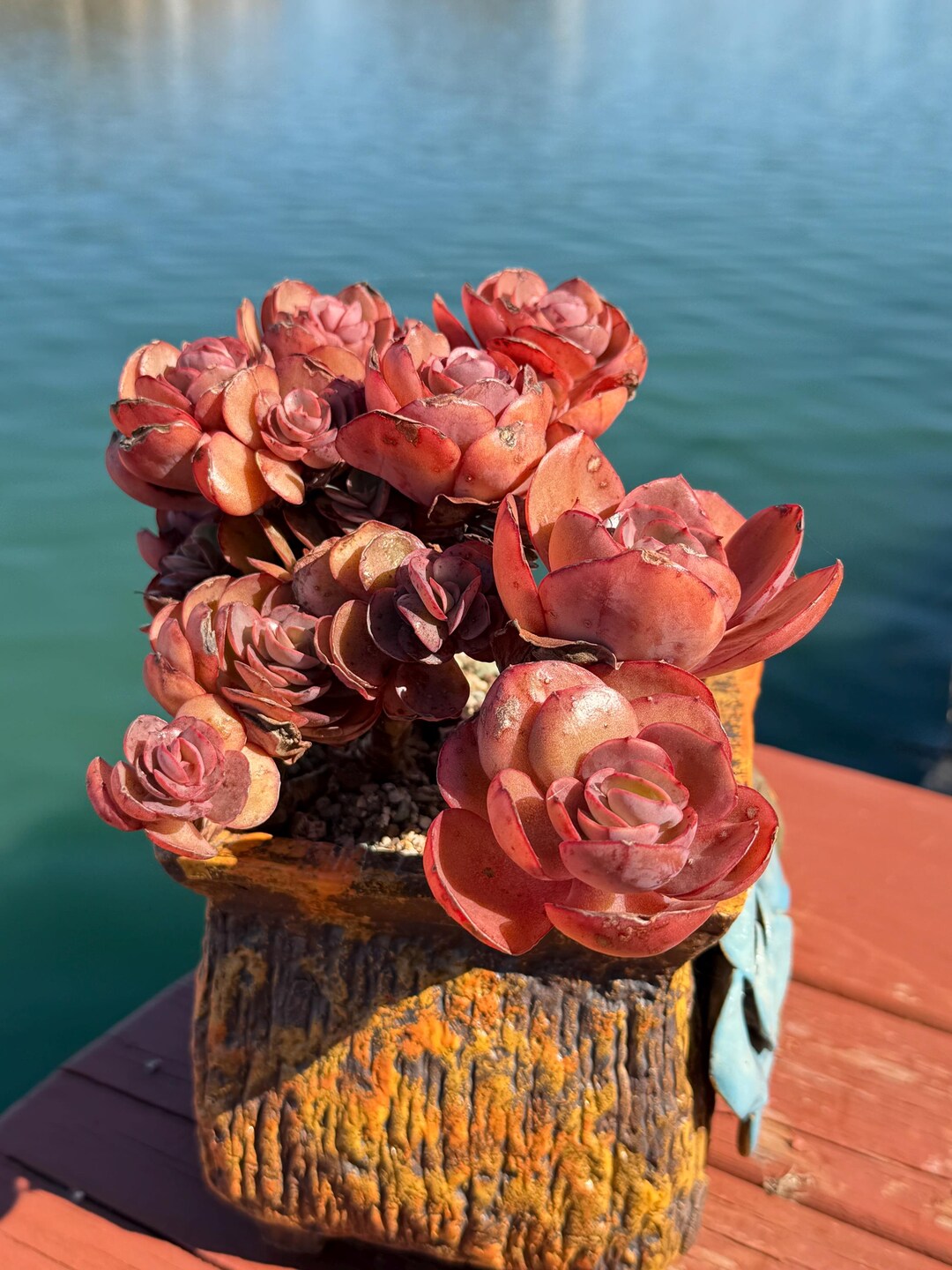 Sunyan Imported Rare Echeveria Old Sunyan Cluster Succulent From Korea. - Etsy