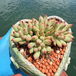 Imported Rare Echeveria  Blush cluster succulent from Korea
