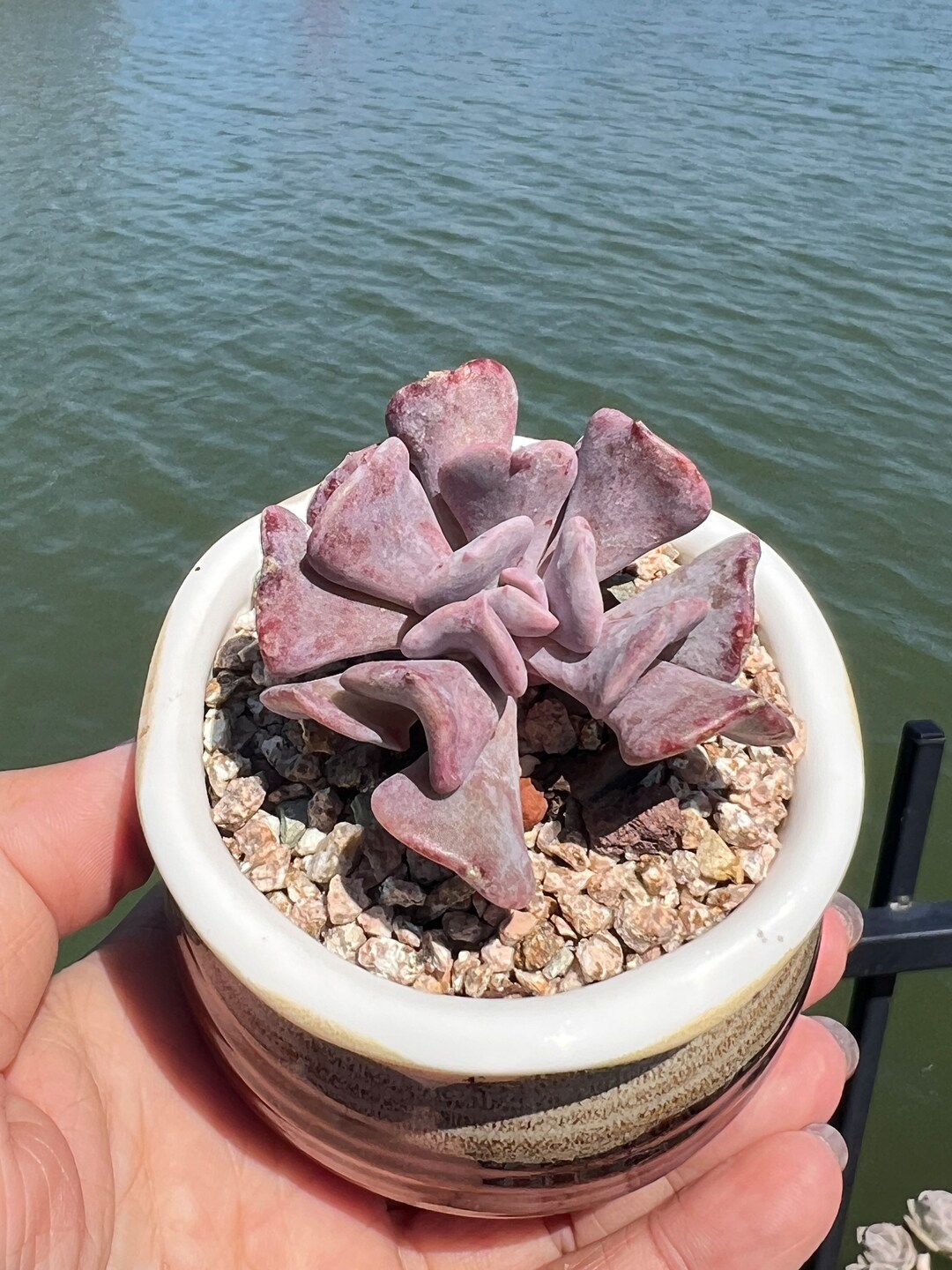 Imported Rare Echeveria Exotic Succulent From Korea - Etsy