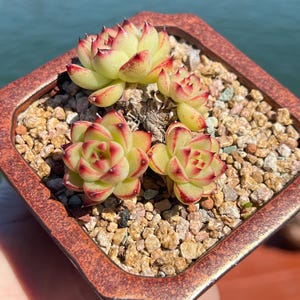 Imported Rare Echeveria moonstone cluster  succulent from Korea