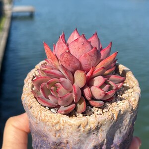 Imported Rare Echeveria  red bouquet succulent from Korea