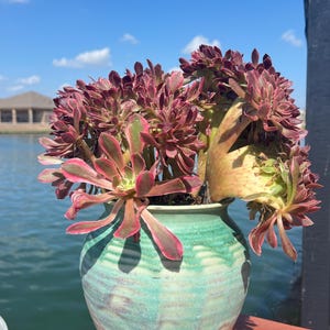 Imported Rare Aeonium pink  witch crest succulent from Korea