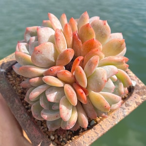 Imported Rare Echeveria Orange Monroe cluster succulent from Korean