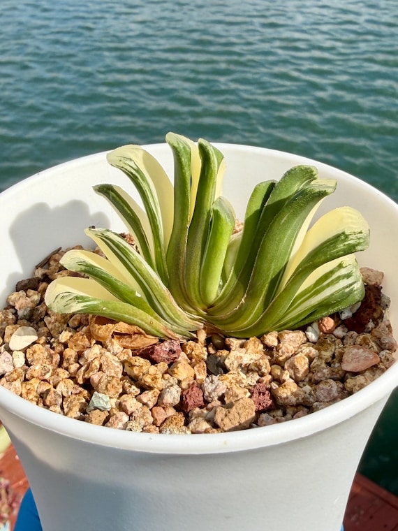 Imported Rare Haworthia Jade Fan Variegated Succulent From Korea