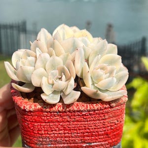 Imported Rare Echeveria pink Runyonii ‘Akaihosi &#39; variegated cluster succulent from Kore