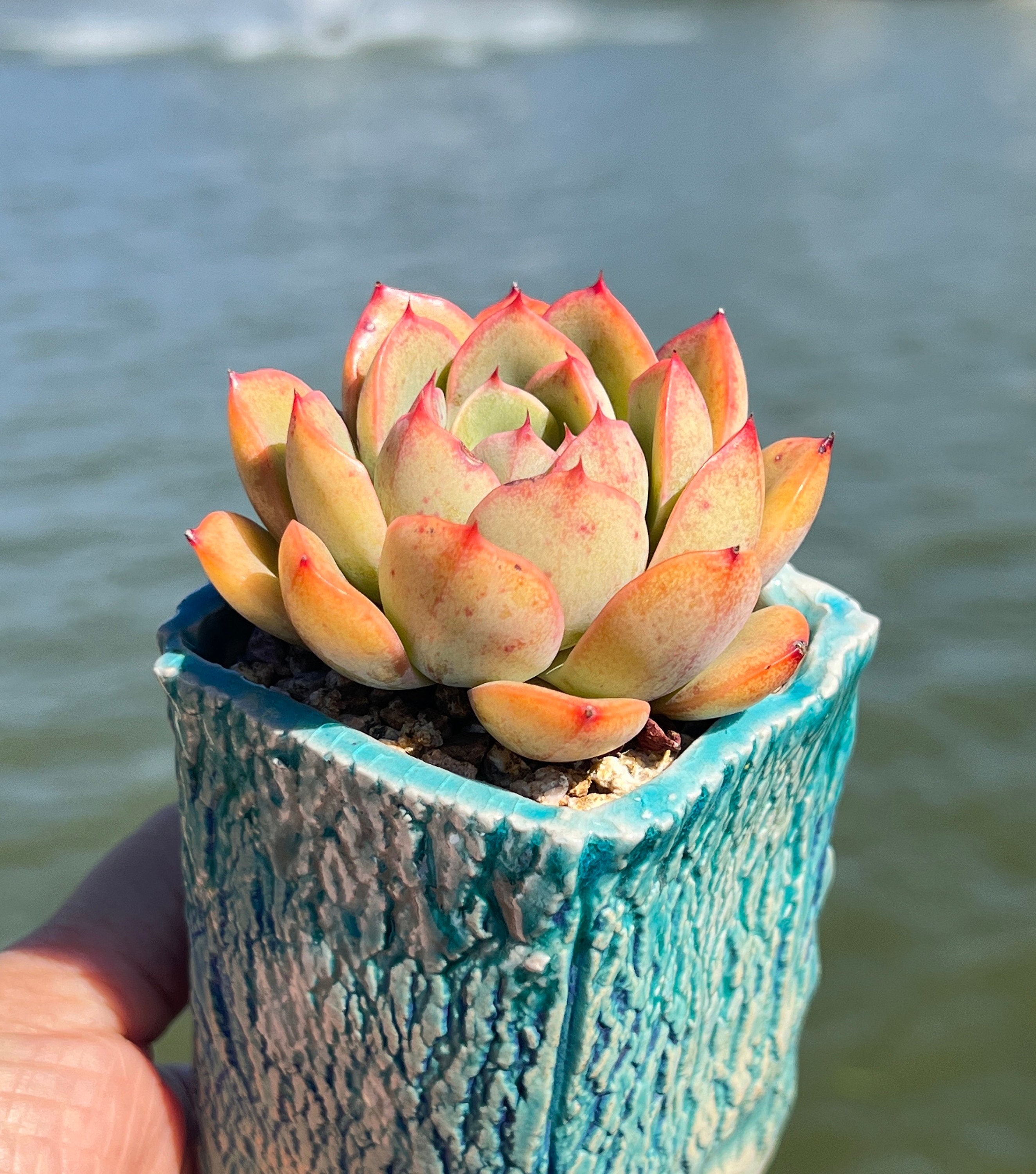 Imported Rare Echeveria Grade Succulent From Korea - Etsy