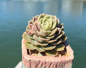 Imported Rare Echeveria onslow  succulent from Korea