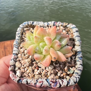 Imported Rare Echeveria   succulent from Korea