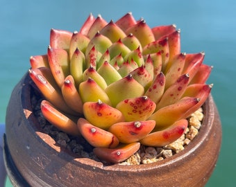 Imported Rare Echeveria Red sunset succulent from Korea