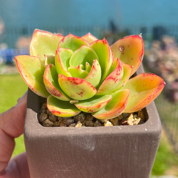 Imported Rare Echeveria  salmon succulent from Korea