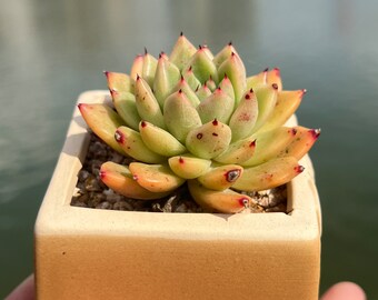 Imported Rare Echeveria  agavoides jade point succulent from Korea