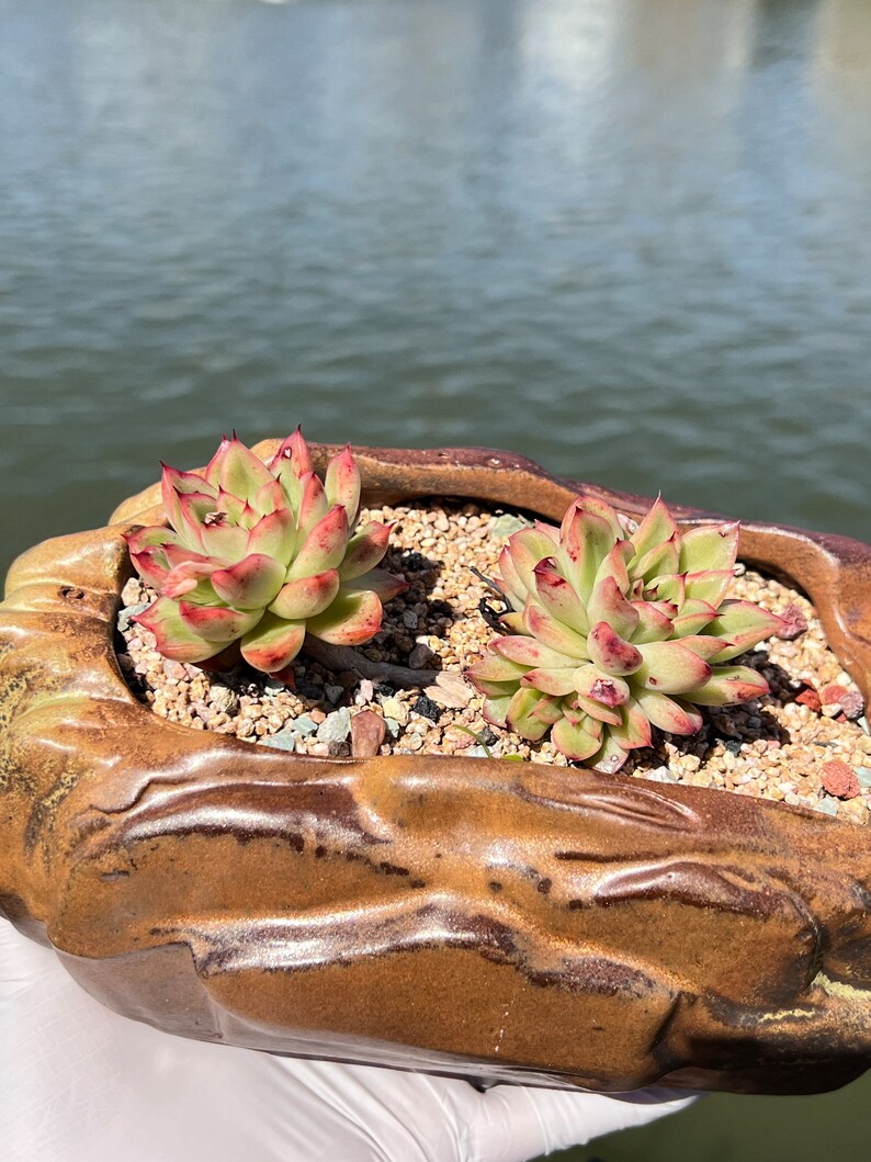 Imported Rare Echeveria agavoides 'prolifera' succulent from Korea image 3