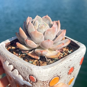 Imported Rare Echeveria Snow rabbit succulent from Kore
