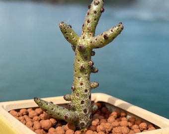 Imported Rare Tylecodon bucholzianus succulent from Korea