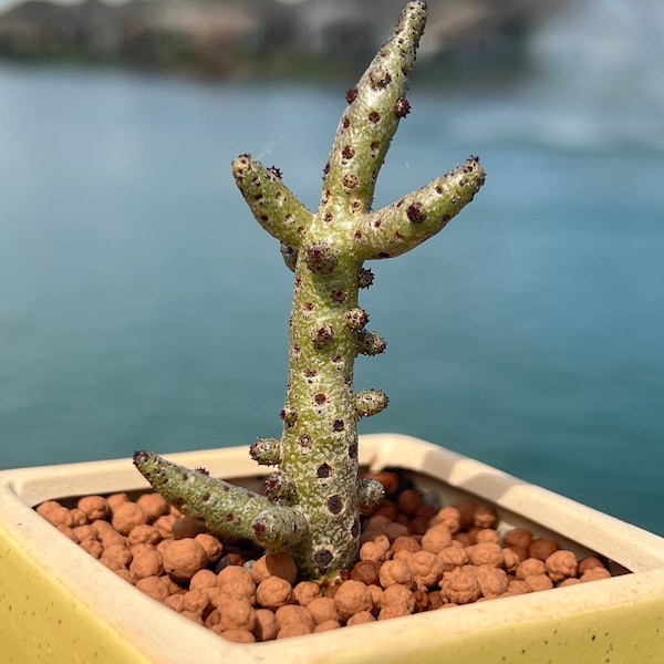 Imported Rare Tylecodon bucholzianus succulent from Korea