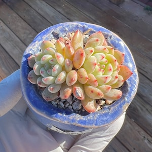 Imported Rare Echeveria white fat succulent from Korea