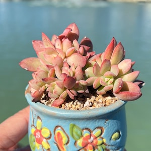Imported Rare Echeveria luella cluster succulent from Korean