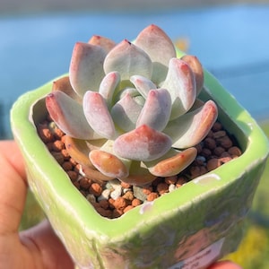 Imported Rare Echeveria orange Monroe succulent from Korean