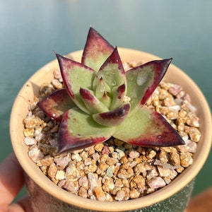 Imported Rare Echeveria agavoides black ebony succulent from Korea