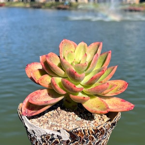 Imported Rare Echeveria Golden Glow Succulent From Korea - Etsy