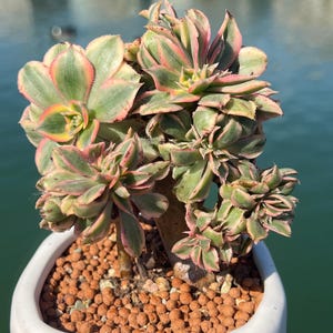 Imported Rare Aeonium Sunburst Crest Succulent From Korea - Etsy