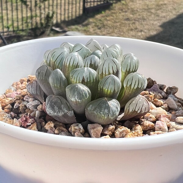 Rare Succulent Seeds Etsy