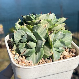May include: A small, green and white succulent plant with sharp spines growing in a white pot. The plant is in focus and the background is blurred.