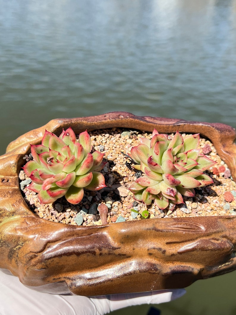 Imported Rare Echeveria agavoides 'prolifera' succulent from Korea image 5