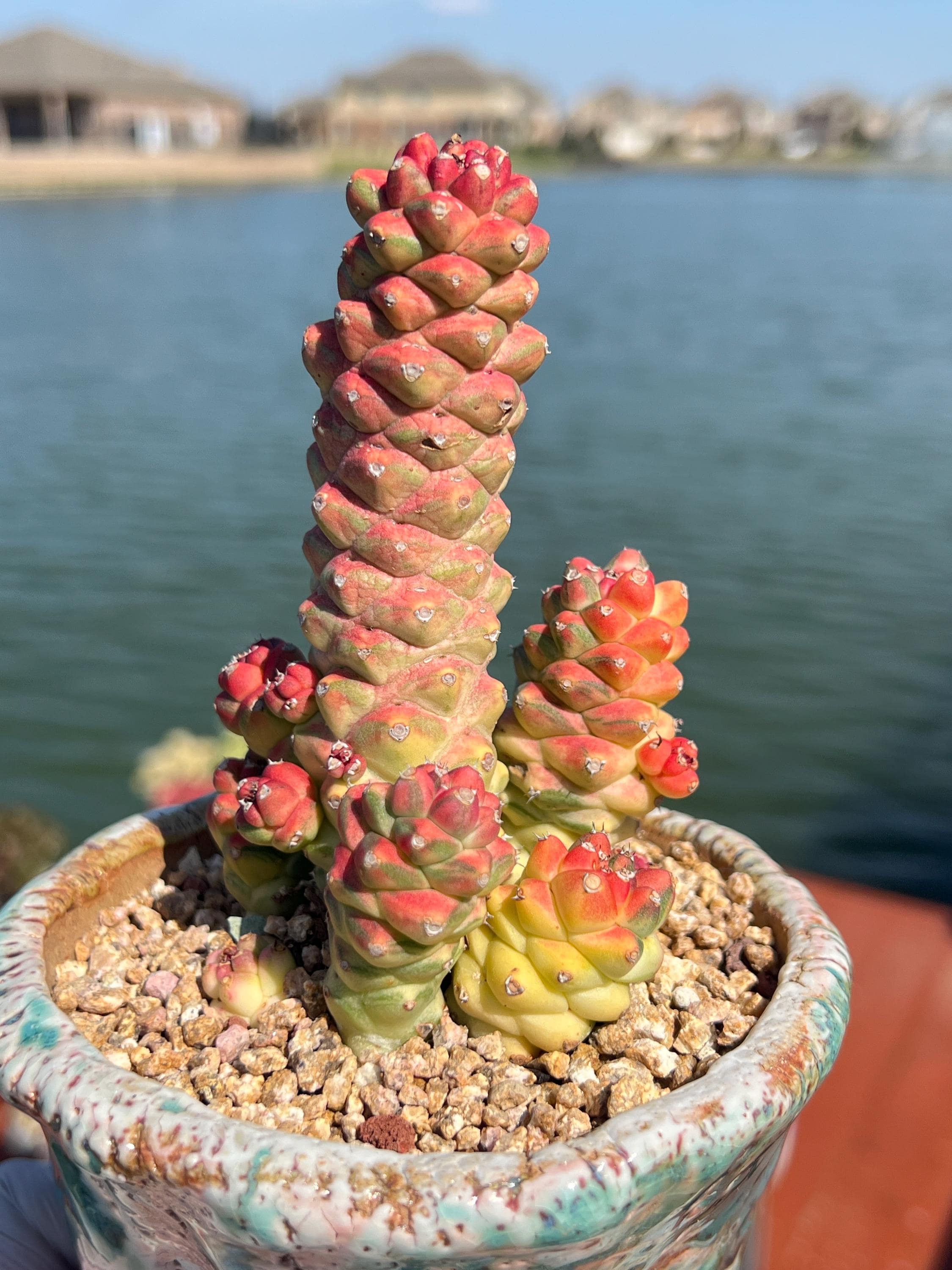 ユーフォルビア ギムノカリキオイデス☆抜き苗☆ 大株 ユーフォルビア