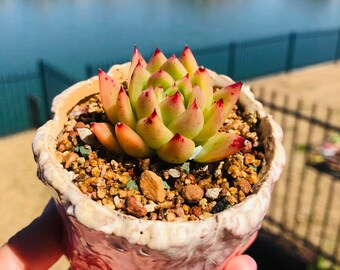 Imported Rare Echeveria agavoides jade point succulent from Korea