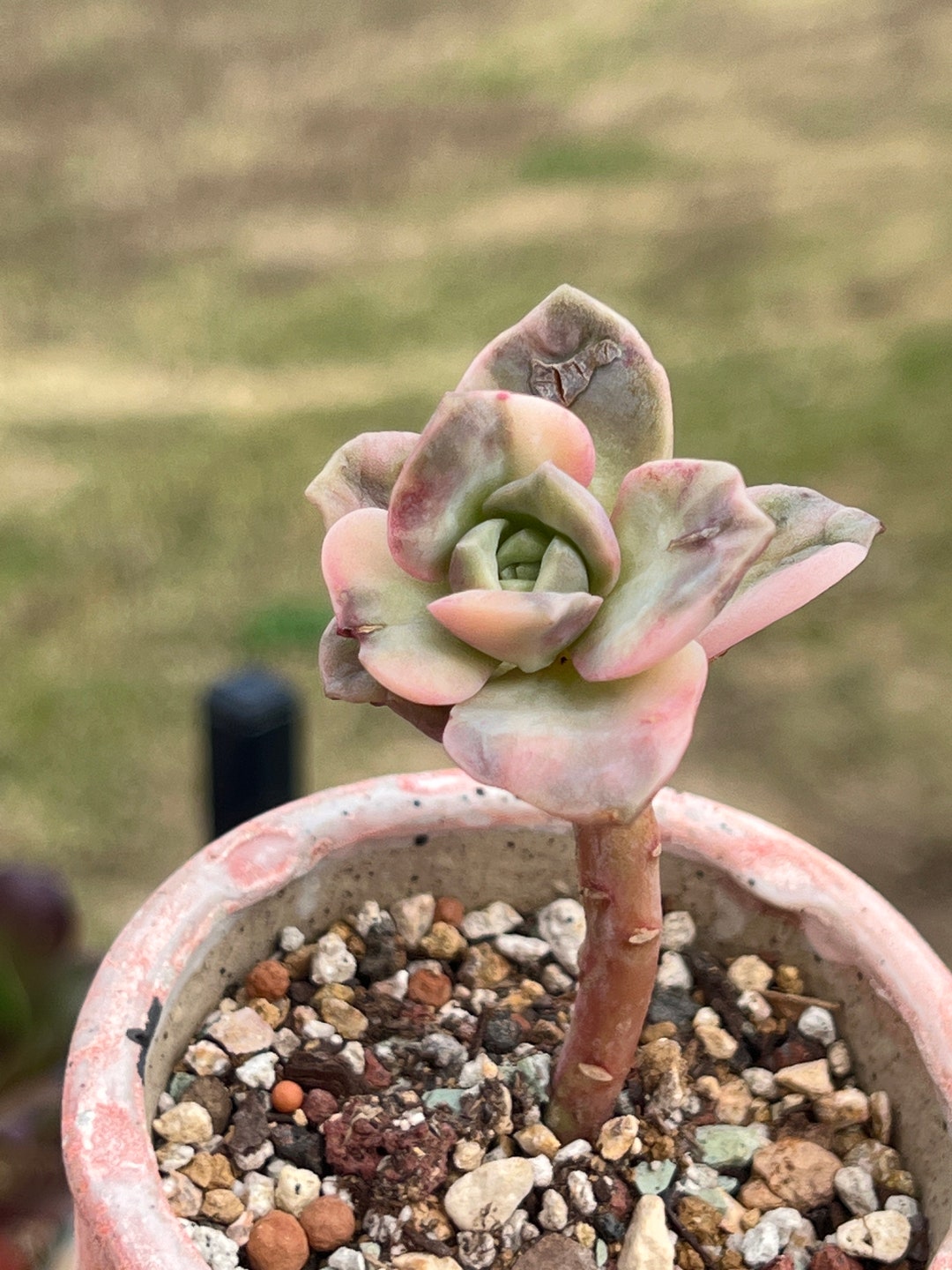 Imported Rare Echeveria Lovely Rose Variegated Succulent From Korea - Etsy
