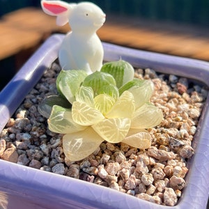 Imported Rare Haworthia Su Variegated succulent from Korea