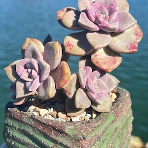 Imported Rare Graptopetaium &#39;Purple Delight&#39; succulent from Kore