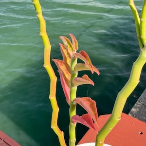 Imported Rare Pedilanthus Tithymaloides Variegated Pink ‘Devil’s Backbone’ Rare Succulent from Korea