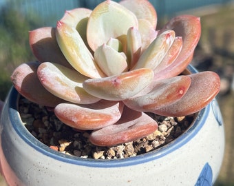 Imported Rare Echeveria cream tea succulent from Korea